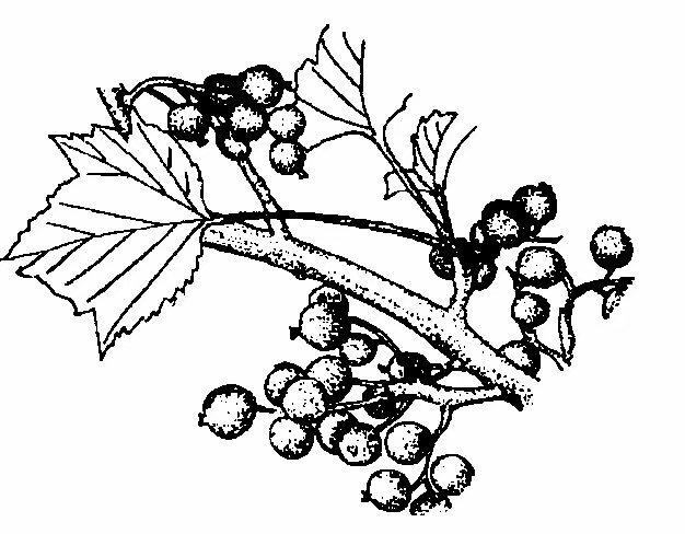 瓮安玉山樱桃成熟了吗？(哪里可以看灰色的果实sp)-图3
