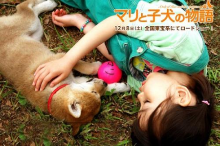 一只狗和两个小孩日本电影？(爱犬的奇迹 哪里可以看)-图2
