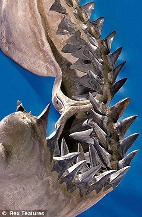 巨齿鲨有完整化石吗？(哪里可以看完整版的巨齿鲨)-图3