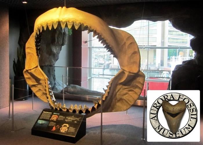 巨齿鲨有完整化石吗？(哪里可以看完整版的巨齿鲨)