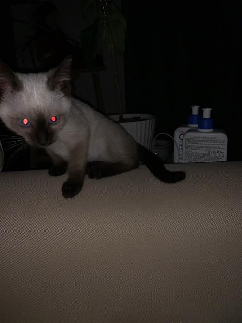 猫为什么在晚上能看的很清楚？(猫咪视在哪里)