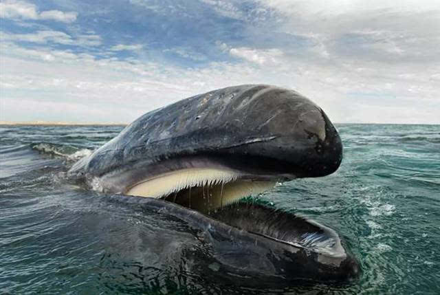 哪种鲸鱼属于海豚科？黑鲸哪里可以看-图2