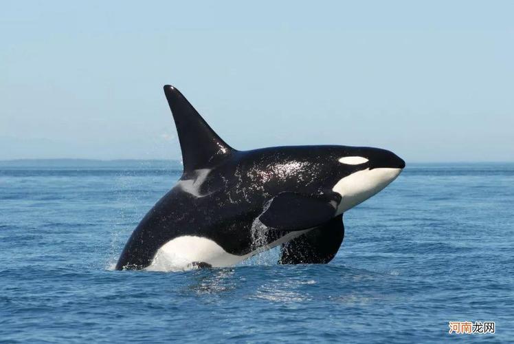 哪种鲸鱼属于海豚科？黑鲸哪里可以看