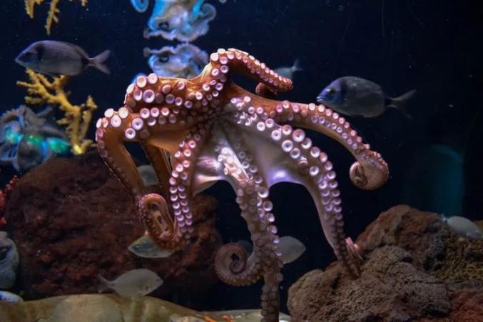为什么章鱼比其它软体动物复杂？章鱼直播球赛视频源在哪里