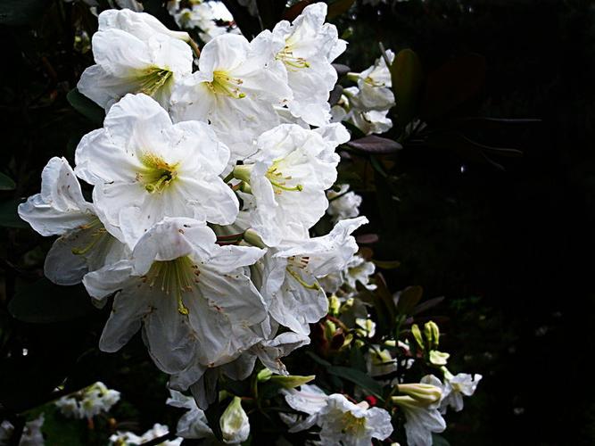 开白花的杜鹃是什么品种？歌曲 撤尼的春天在哪里