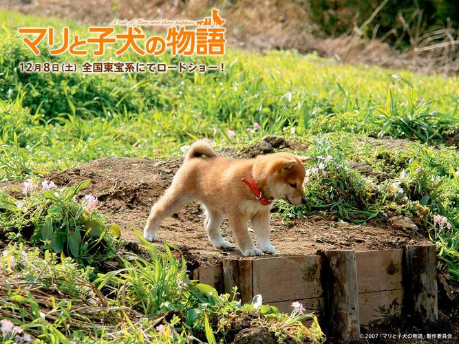 由日本柴犬主演的电影。除了心动奇迹与狗狗心事。谢谢？柴犬奇迹物语哪里看-图3