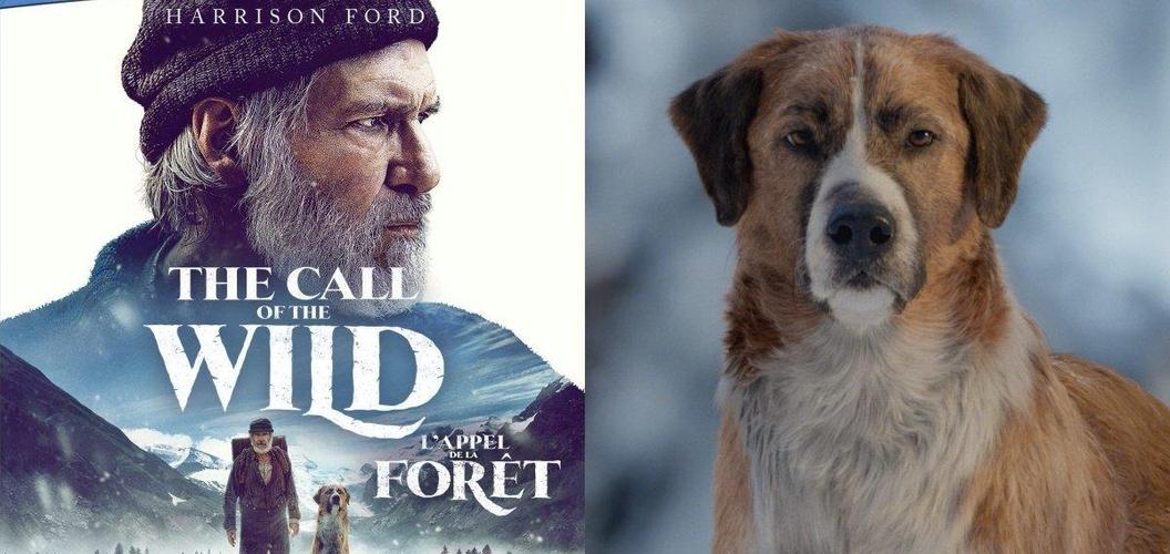 除了《犬王》和《一条狗的使命》，还有哪些关于狗的电影比较好看感人？名叫杜克的狗在哪里看