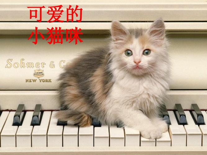 缓解小猫咪紧张的音乐？小猫咪你在哪里纯音乐-图1