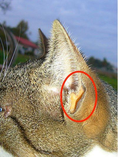 猫咪咬耳朵的含义？重口小耳朵在哪里