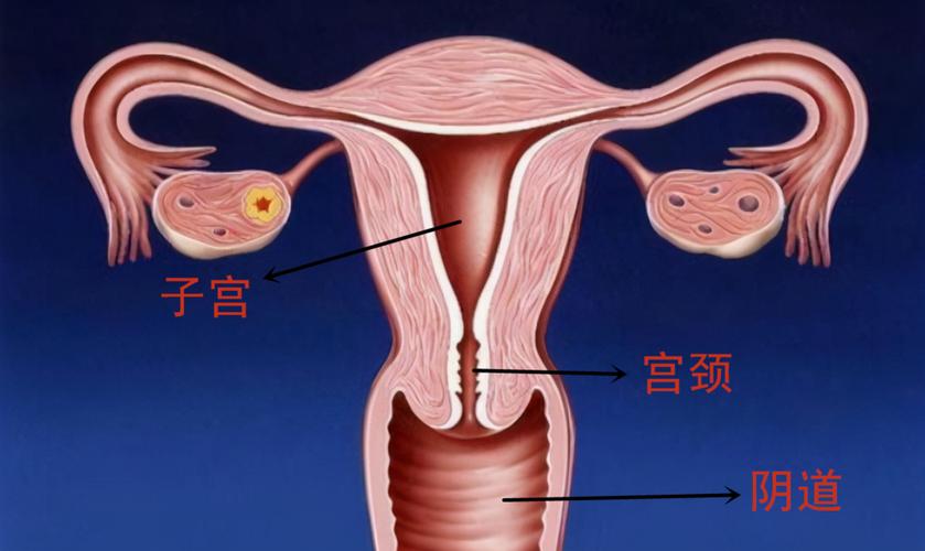 子宫颈的位置及作用？女性宫颈口在哪里图片欣赏