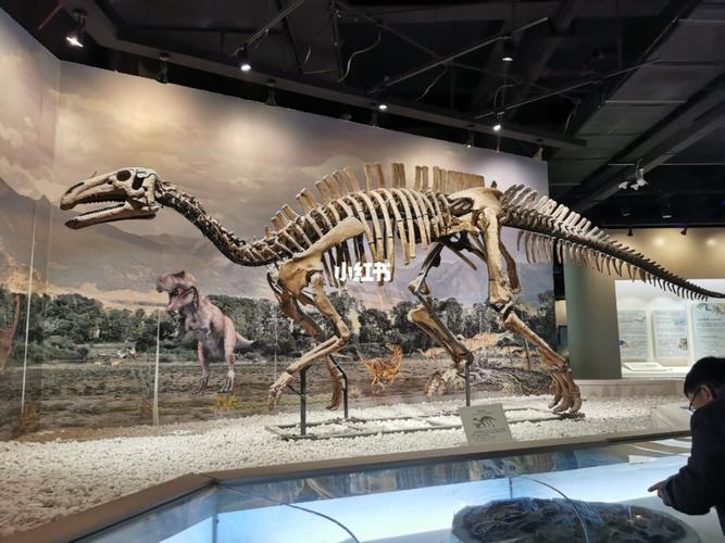 辽宁古生物博物馆有几只恐龙？辽宁哪里有恐龙化石-图3