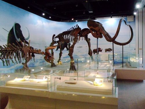 辽宁古生物博物馆有几只恐龙？辽宁哪里有恐龙化石-图2