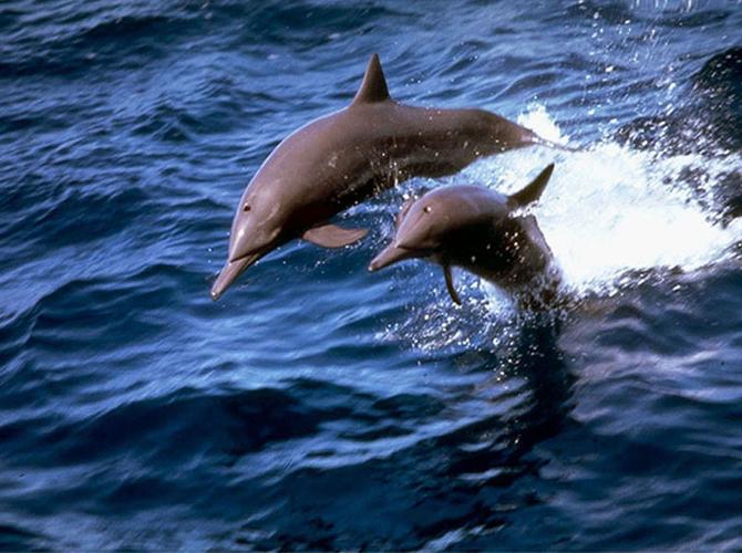 几月去北海海豚最好？哪里旅行可以看到海豚