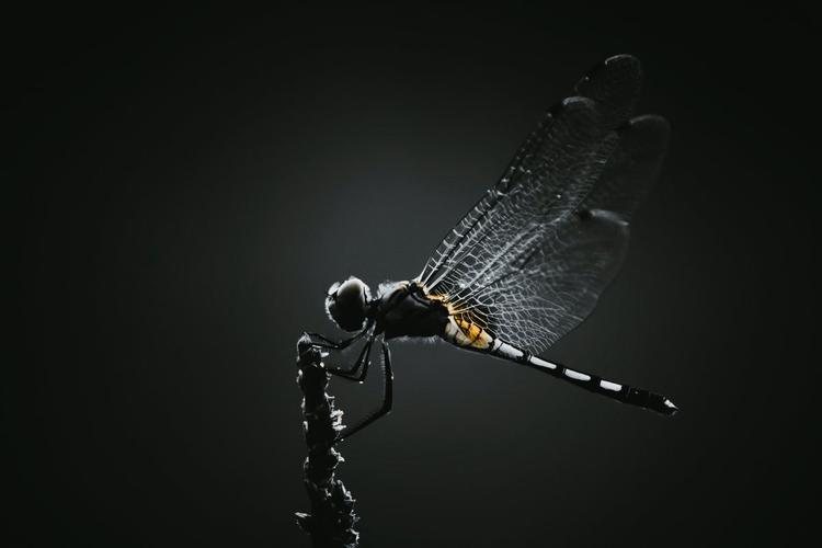 世界上最贵的八种昆虫？哪里收购黑色蜻蜓-图1