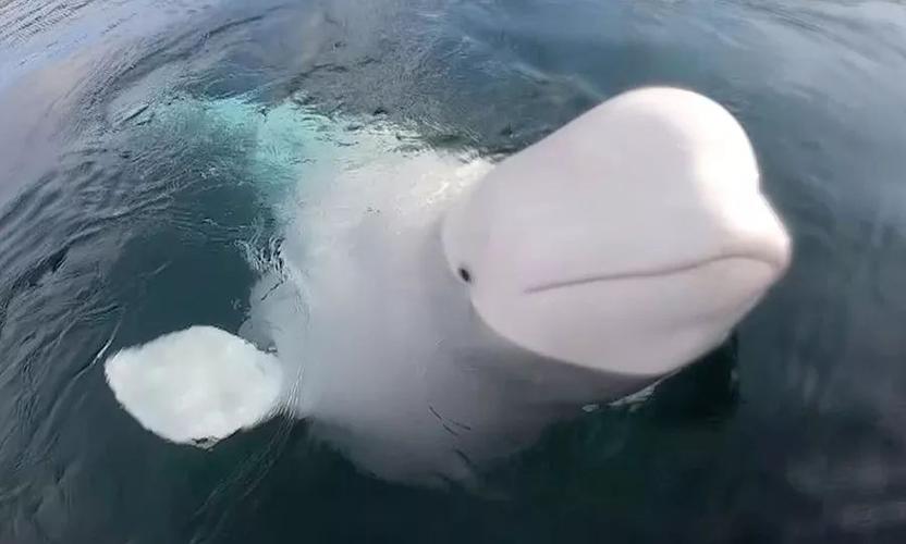 一部猎捕鲸鱼的电影,讲的一条受伤的白鲸对人类船只报复,然后有一群人去追捕它，很长有上下两集，电影？在哪里可以和白鲸亲吻-图1