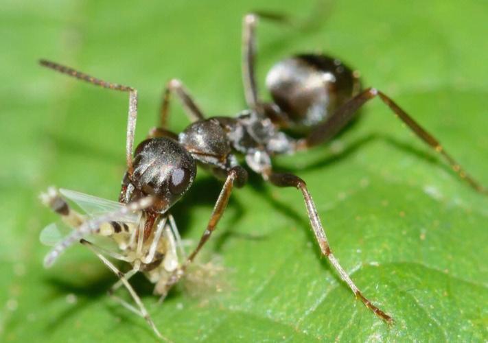 世界上为什么有蚂蚁？蚂蚁为什么呢