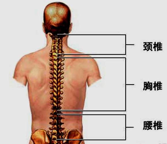 感觉背上脊梁柱中间点有些疼痛怎么了？为什么后背中间肉疼呢-图1