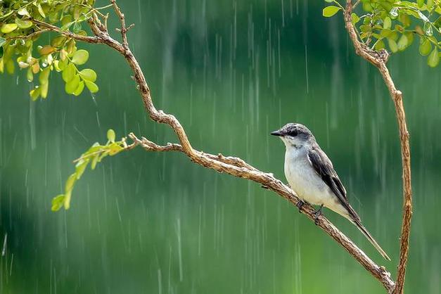 为什么下雨天小鸟可以在天空上飞呢？为什么小鸟会飞呢