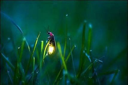 5 萤火虫的光有什么特点，他为什么要发光？萤火虫为什么发光呢