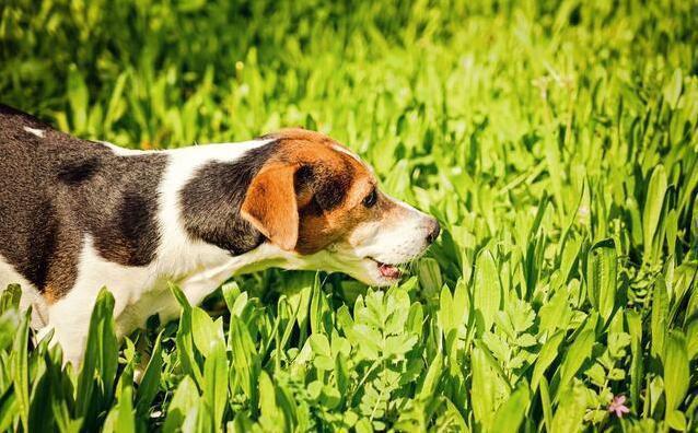 狗狗吃草是什么原因？狗为什么吃草呢