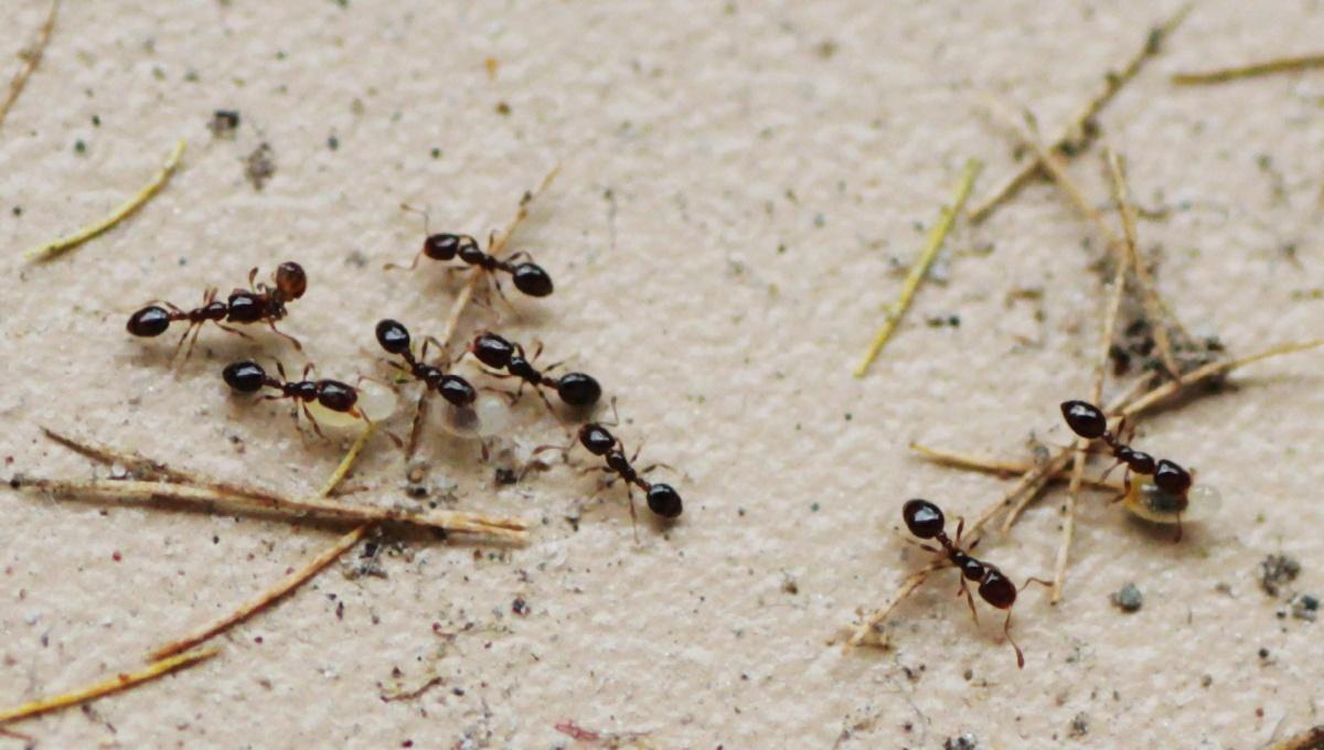 蚂蚁为什么搬家？蚂蚁为什么要搬家呢