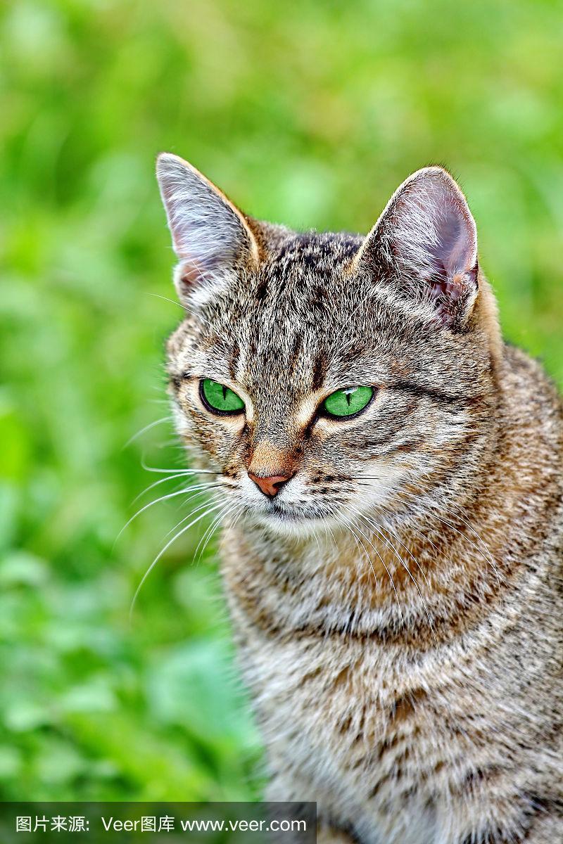 小猫眼睛变绿了是什么原因？猫为什么尿绿色的呢-图2