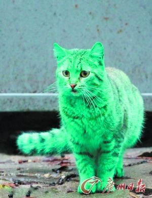 小猫眼睛变绿了是什么原因？猫为什么尿绿色的呢-图3