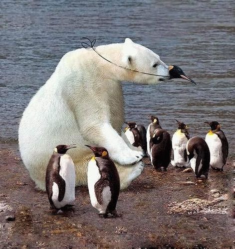 北极熊和企鹅为什么见不了面？为什么北极熊不吃企鹅呢-图2
