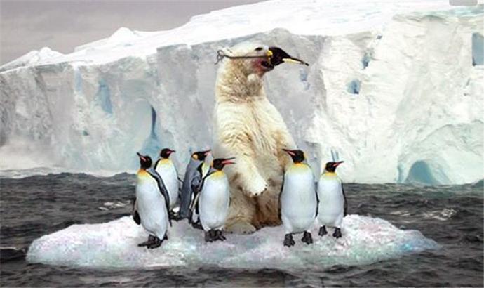 北极熊和企鹅为什么见不了面？为什么北极熊不吃企鹅呢