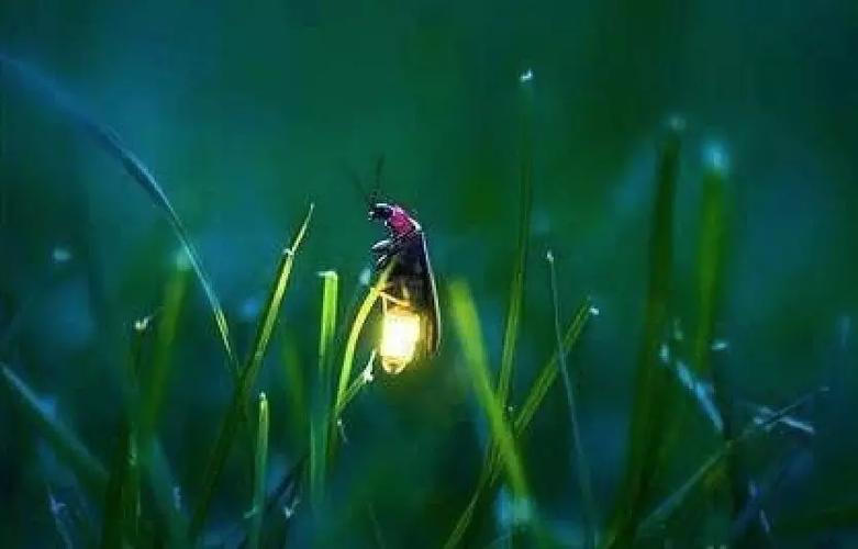 《昆虫记》中萤火虫为什么会发光呢？萤火虫为什么会发光呢