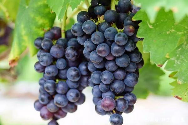 为什么葡萄是葡萄味的？为什么葡萄是酸的呢