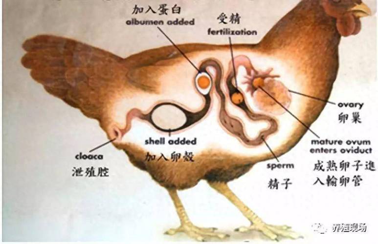 为什么鸡不会怀孕？为什么排卵不怀孕呢