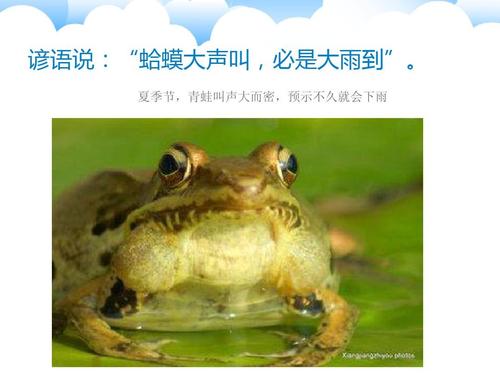青蛙为什么会在下雨后叫个不停下雨后青蛙为什？青蛙为什么呢