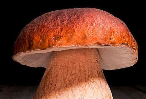 蘑菇是发物吗？为什么说蘑菇是发物呢