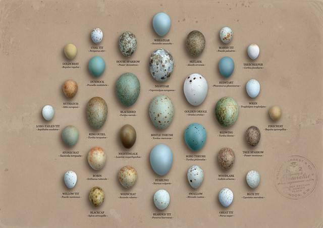 为什么鸟蛋煮熟透明的？为什么鸟蛋呢