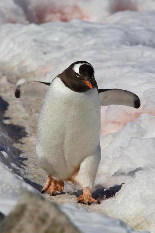 企鹅为什么生活在寒冷的地方却被冷？企鹅为什么呢