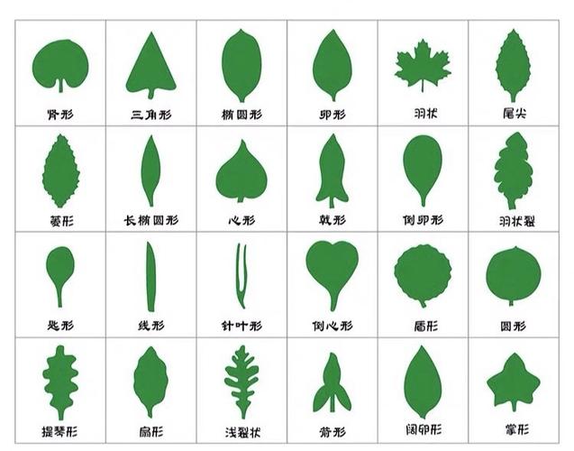 树叶的形状为什么是各种各样的？为什么叶子呢-图2