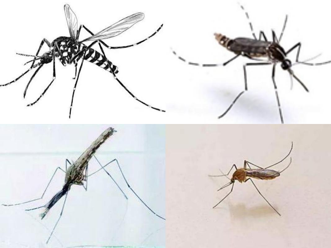 为什么家里有这么多蚊子？为什么蚊呢