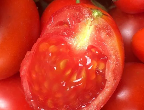 为什么现在的番茄都是甜的？为什么西红柿呢