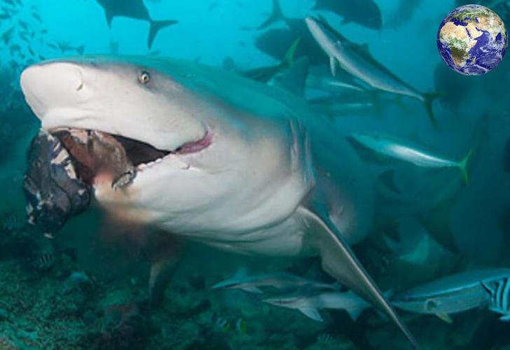 鲨鱼为什么生活在深海里？为什么鲨鱼呢