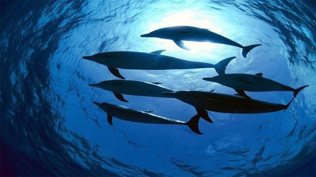 海豚为什么是群体动物？为什么海豚呢
