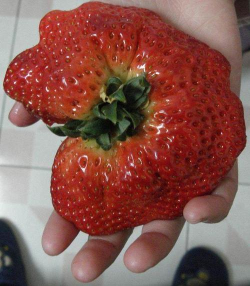 为什么我那么痴迷种草莓？草莓为什么呢-图3