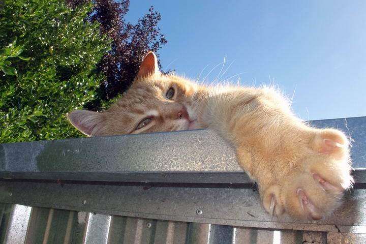 猫猫为什么那么喜欢晒太阳？猫猫为什么呢