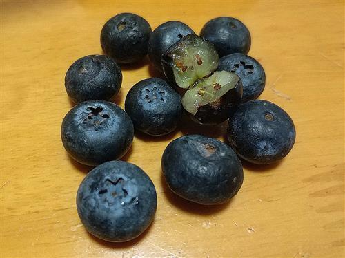 野生蓝莓干吃完后后劲儿有点发苦是为什么？黑豆为什么苦呢呢