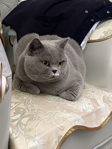 一年英短母猫多少斤正常？为什么猫吃不胖呢呢
