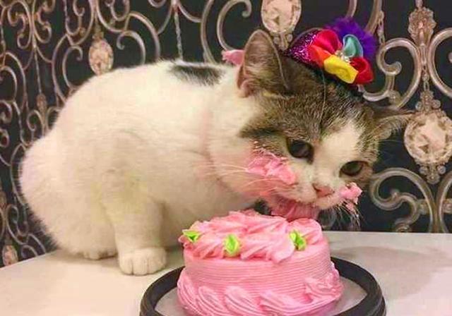 猫能不能吃奶油蛋糕？猫咪为什么想吃蛋糕呢呢