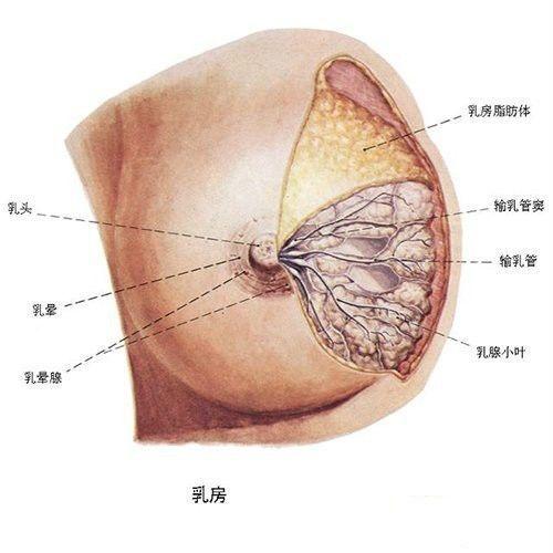 哺乳期乳房有结节正常吗？为什么会长乳房结节呢呢-图2