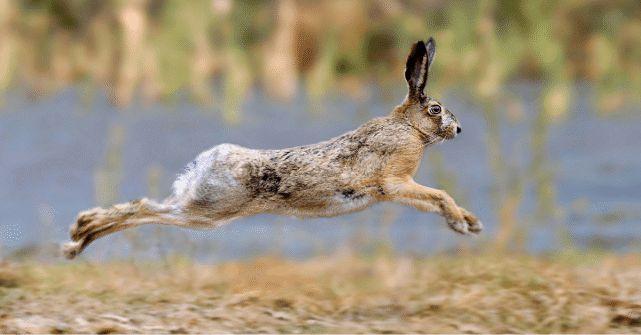 兔子是跑着还是跳？为什么兔子不会跳呢呢