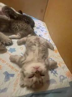 小奶猫怎么一直睡觉？猫为什么会睡觉呢呢-图2