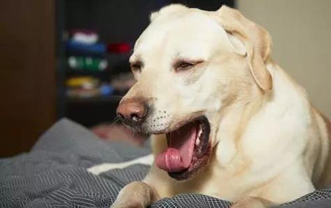 狗狗像咳嗽一样的？为什么闭着嘴巴咳嗽呢呢